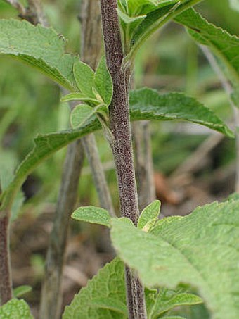 Inula conyzae