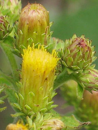 Inula conyzae