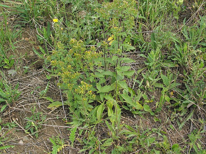 Inula conyza