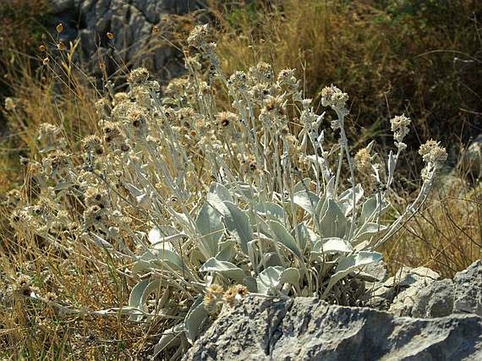 INULA VERBASCIFOLIA (Wild.) Hausskn. - oman diviznolistý / oman