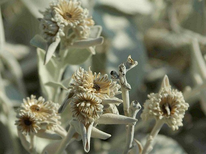 Inula verbascifolia