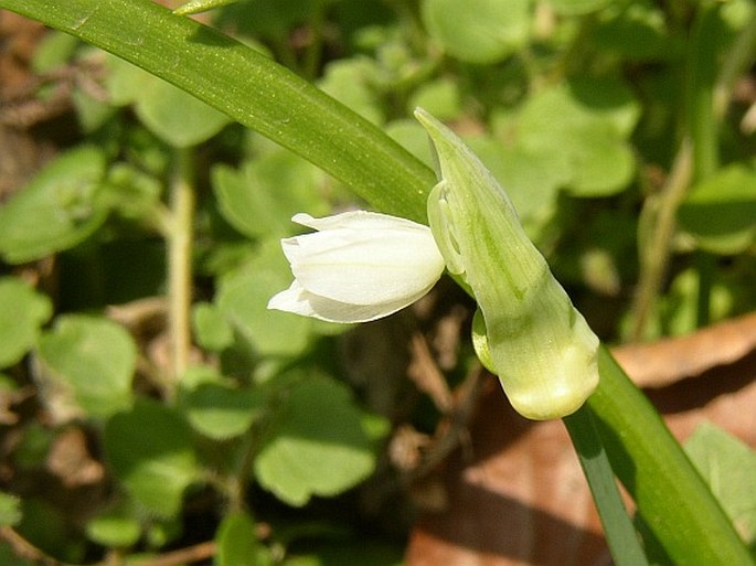 Allium paradoxum