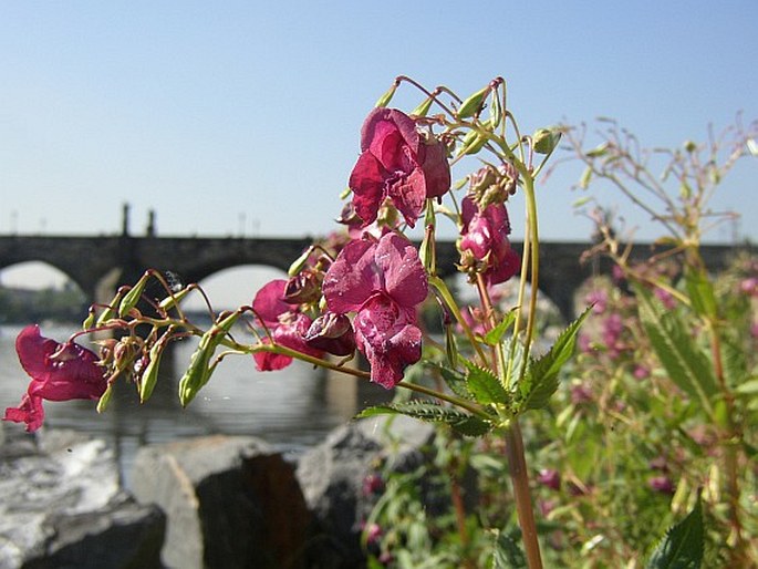 Impatiens glandulifera