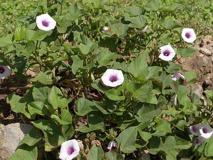 Ipomoea batatas