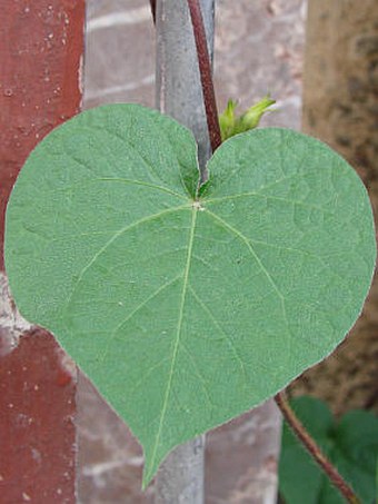 Ipomoea purpurea