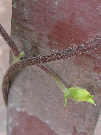 Ipomoea purpurea