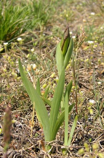 Iris humilis arenaria