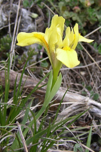 Iris humilis arenaria