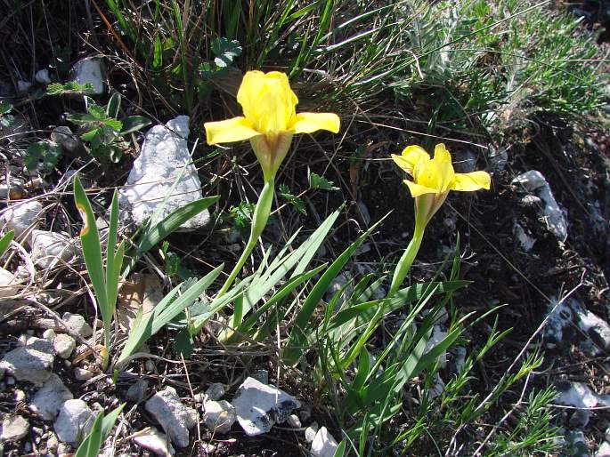 Iris arenaria