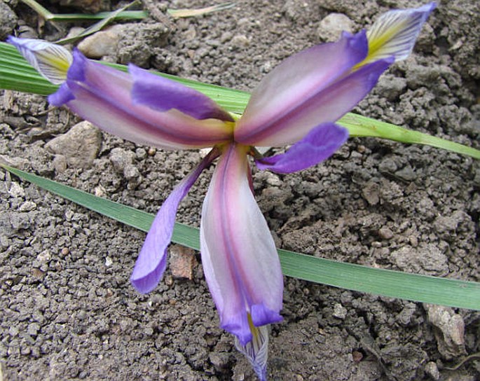 Iris graminea