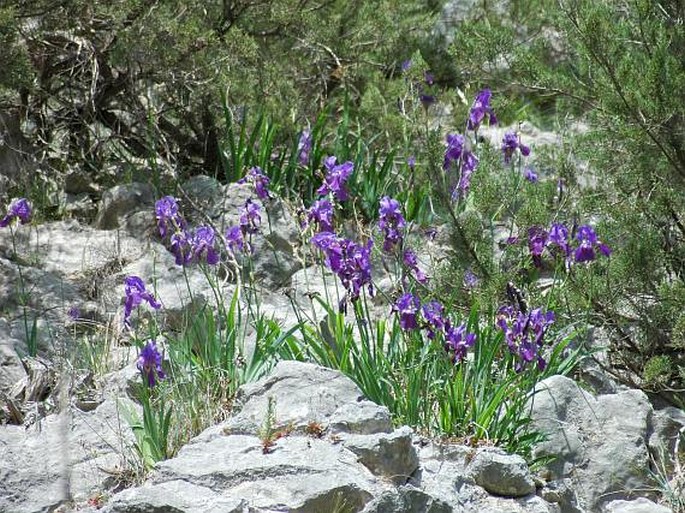 Iris illyrica