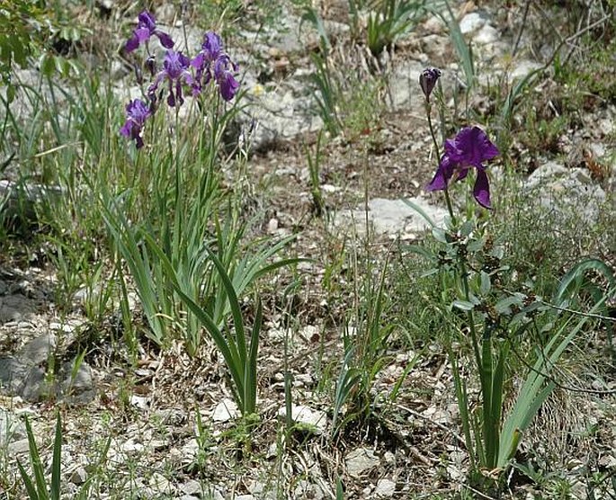 Iris pallida subsp. illyrica