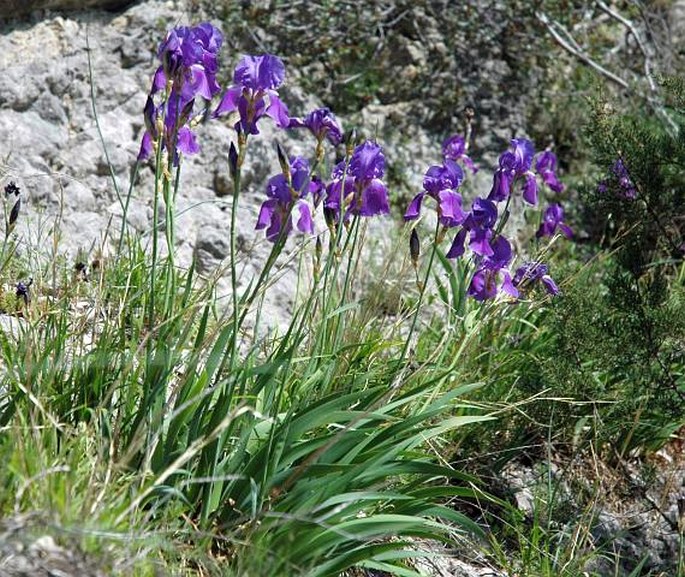 Iris pallida subsp. illyrica