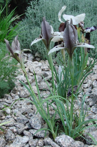 Iris lineolata