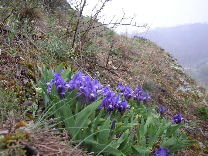 Iris pumila