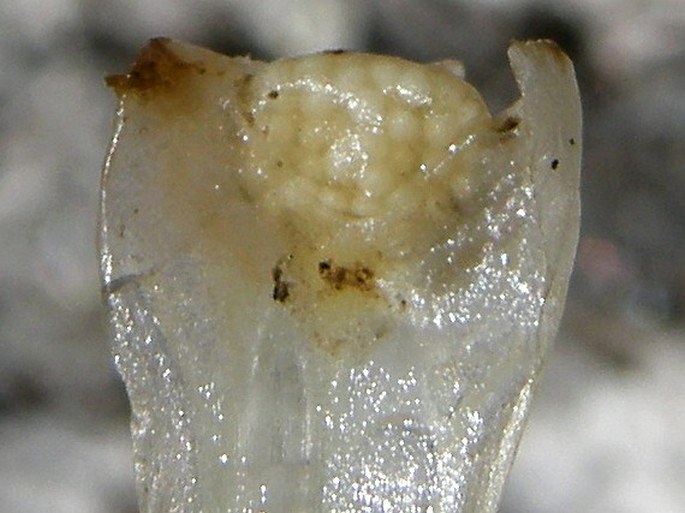 Isoëtes echinospora
