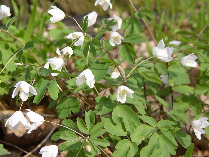 Isopyrum thalictroides