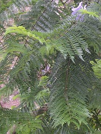 Jacaranda mimosifolia