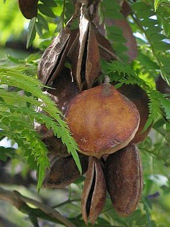 Jacaranda mimosifolia