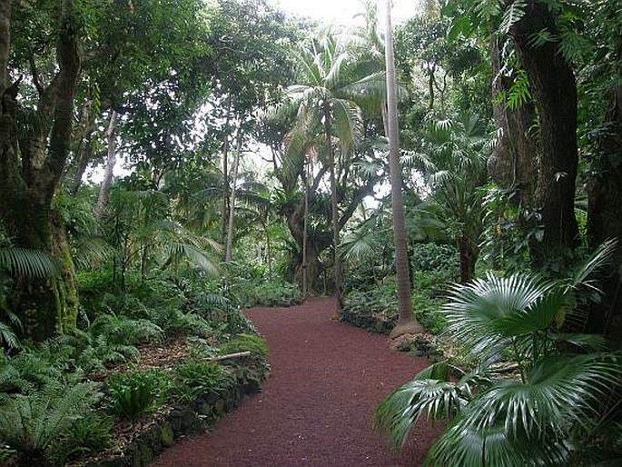 Le Jardin des Perfums et des Épices - Réunion, St-Philippe