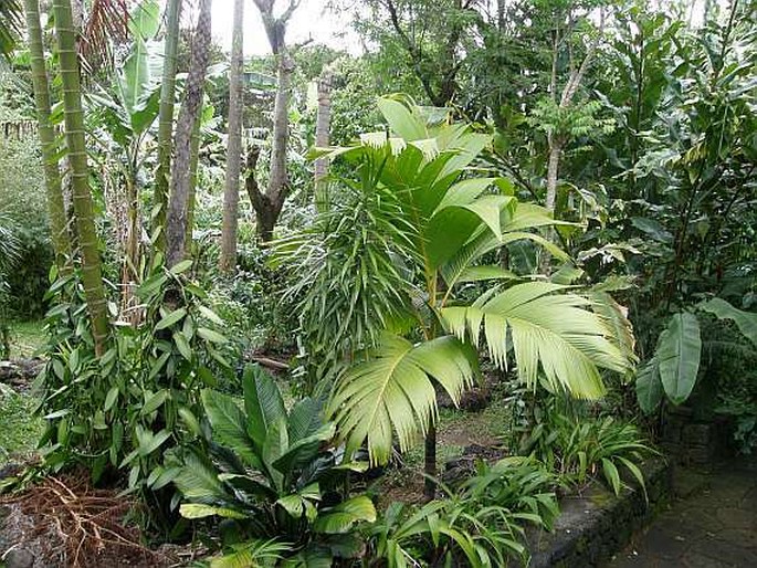 Le Jardin des Parfums et des Épices - Réunion, St-Philippe