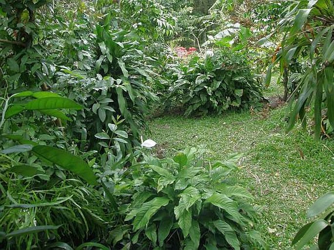 Le Jardin des Parfums et des Épices - Réunion, St-Philippe