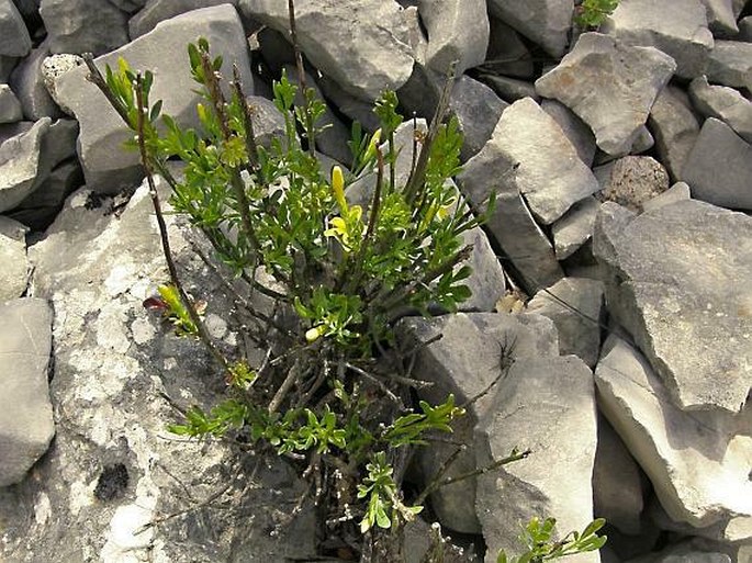 Jasminum fruticans