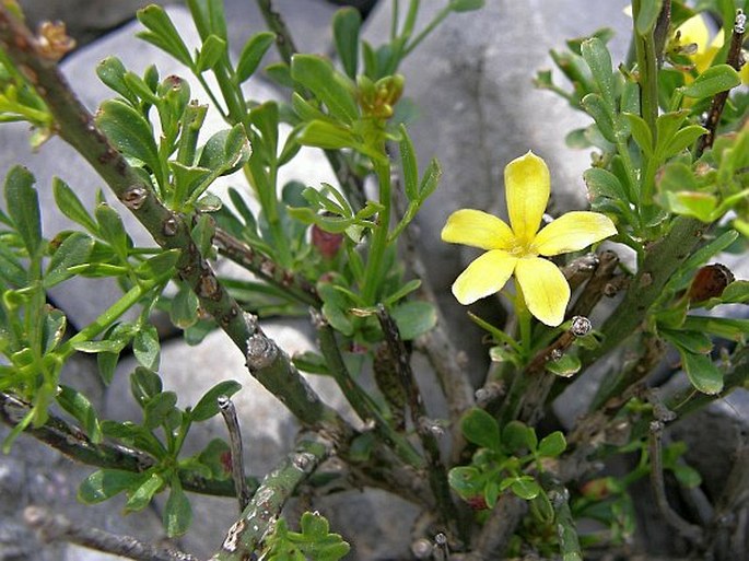 Jasminum fruticans