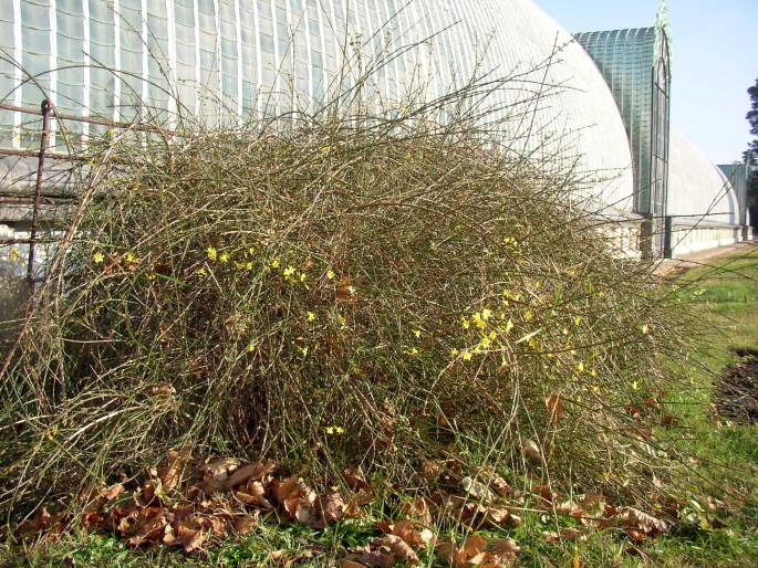 Jasminum nudiflorum