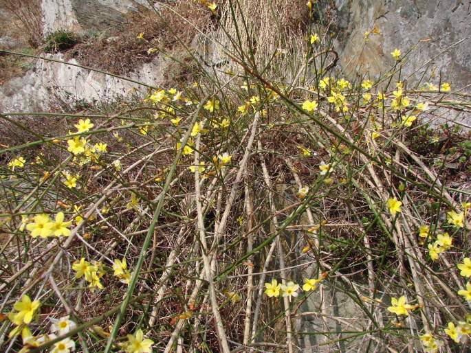 Jasminum nudiflorum