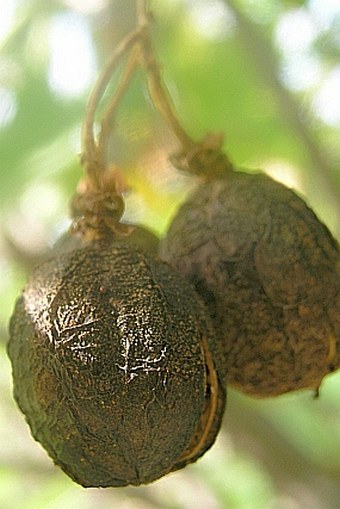 Jatropha curcas