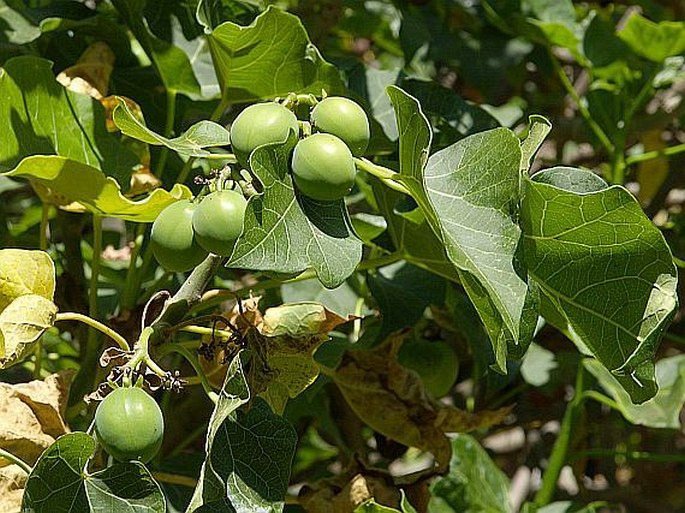 Jatropha curcas