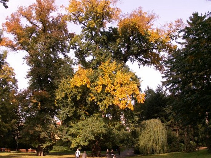 Ulmus laevis