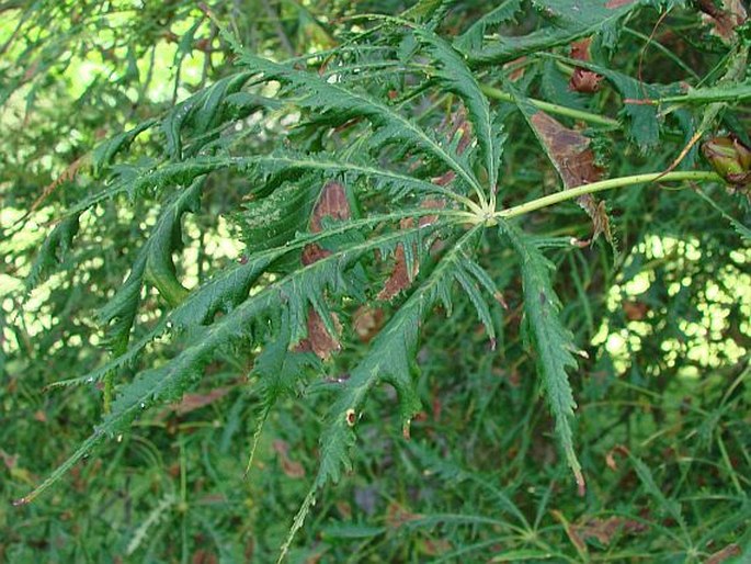 Aesculus hippocastanum Laciniata