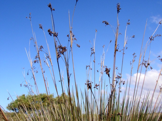 Juncus acutus subsp. leopoldii