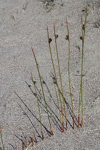 Juncus arcticus subsp. arcticus