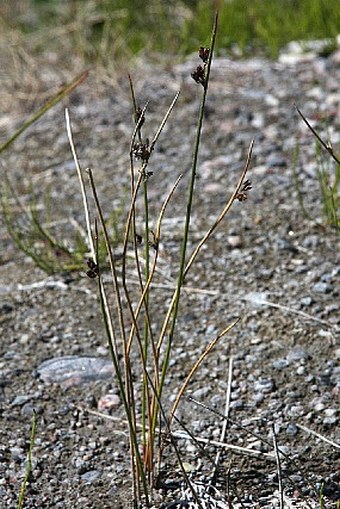 Juncus arcticus subsp. arcticus