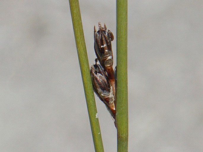 Juncus arcticus subsp. arcticus