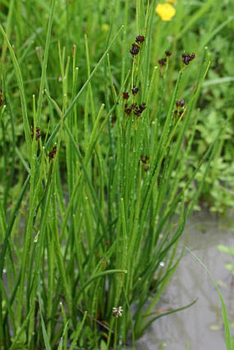 Juncus atratus