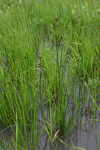 Juncus atratus