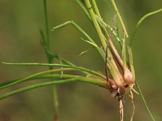 Juncus bulbosus