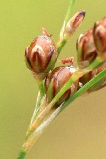 Juncus compressus