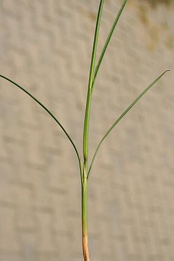 Juncus compressus