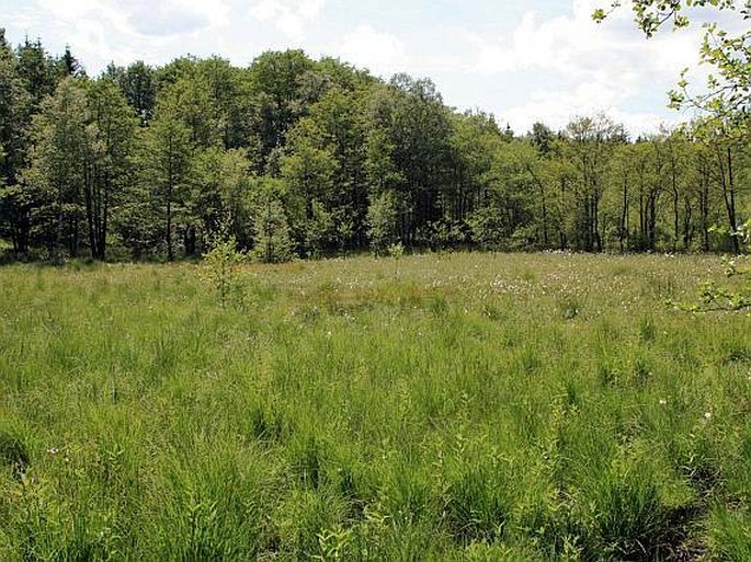 Juncus filiformis