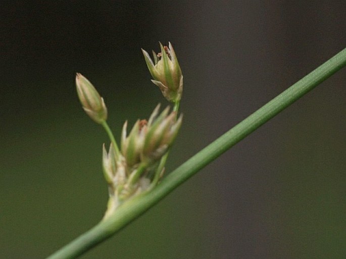 Juncus filiformis