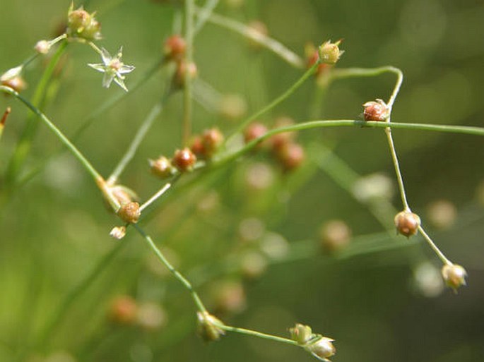 Juncus sphaerocarpus