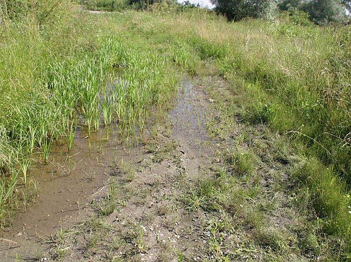 Juncus sphaerocarpus