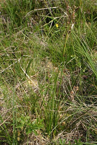 Juncus squarrosus