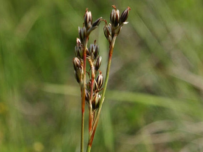 Juncus squarrosus