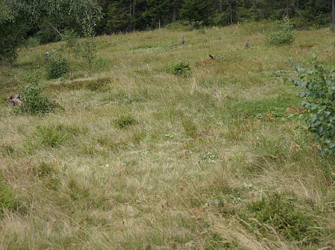 Juncus squarrosus